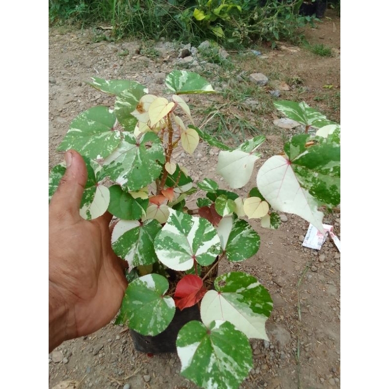 Bibit Tanaman Hias waru Varigata pohon waru varigata
