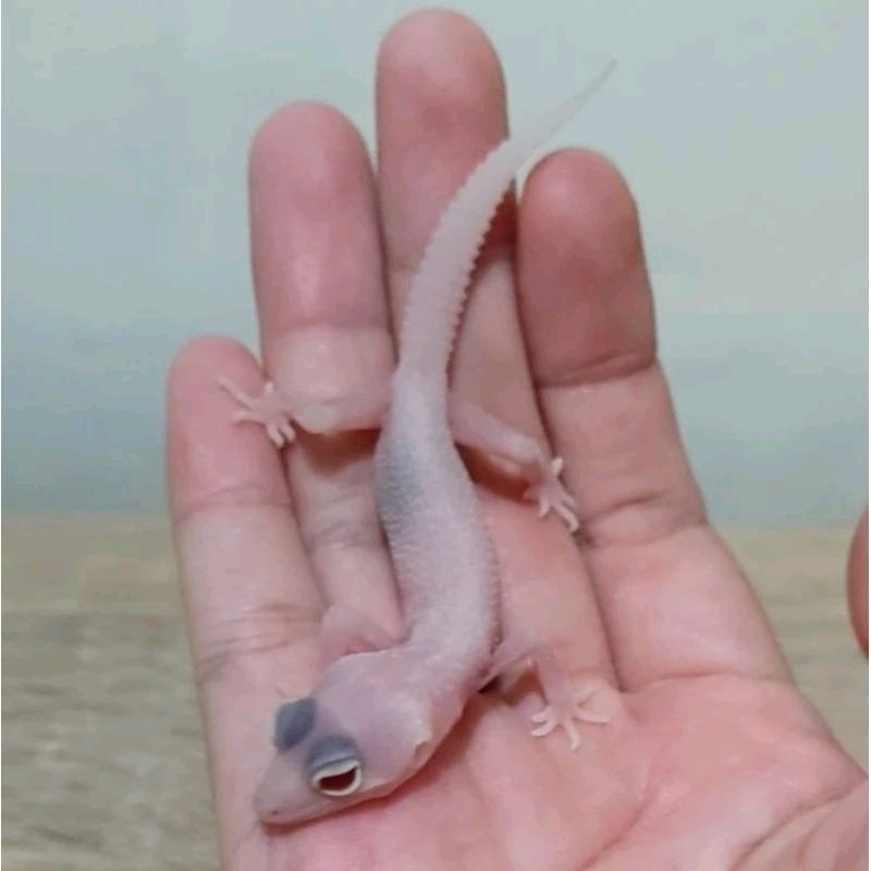 Custom Order Gecko Blizzard ( B 24-7 )