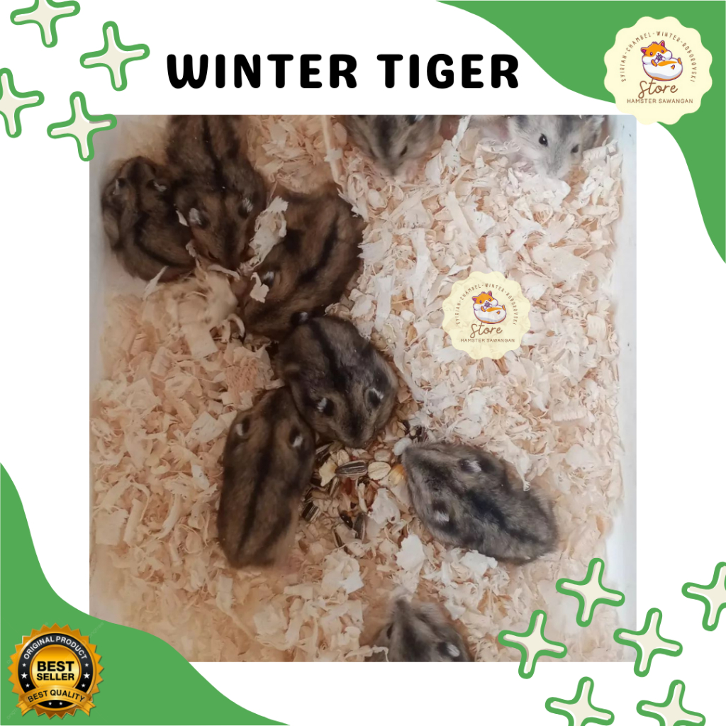 

BOX PACKING & WINTER TIGER