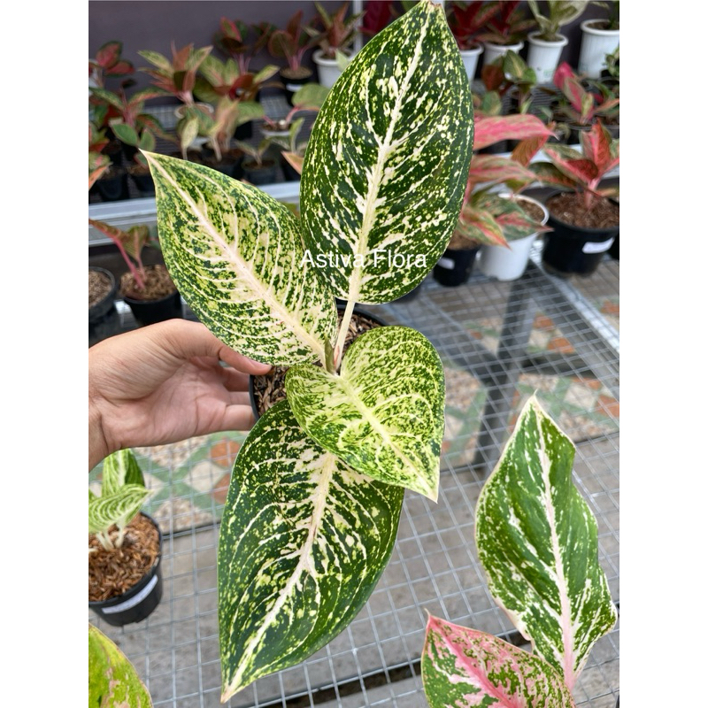 Aglonema Tiara Putih Aglaonema White Tiara