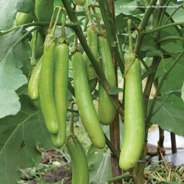 Bibit Tanaman Terong Hijau Panjang Jumbo Siap Tanam Buah Masak