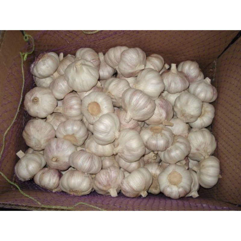 

bawang putih/bumbu masak/bumbu dapur