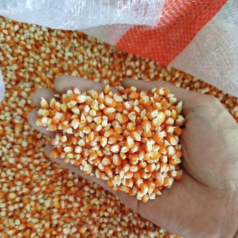 Jagung merpati 1kg pakan burung