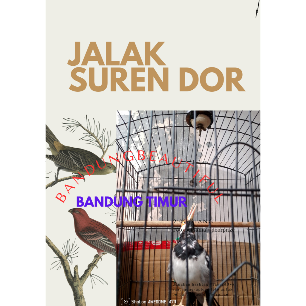 JALAK SUREN MAPAN FULL TEMBAKAN