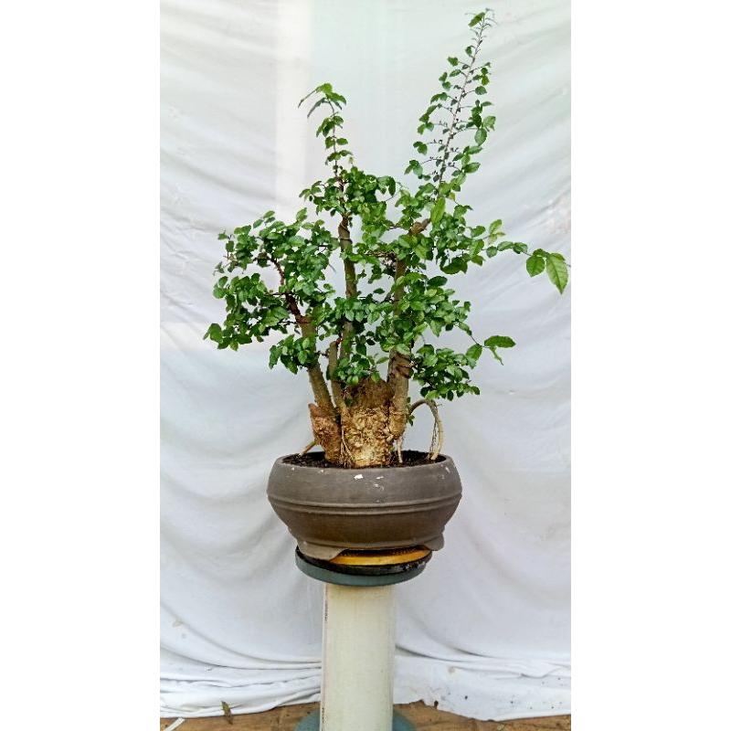 pohon bonsai serut/streblus asper