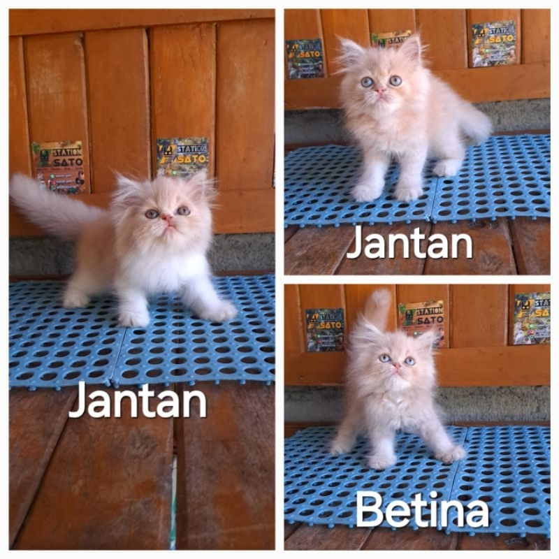 Kucing persia flatnose gemoy murah