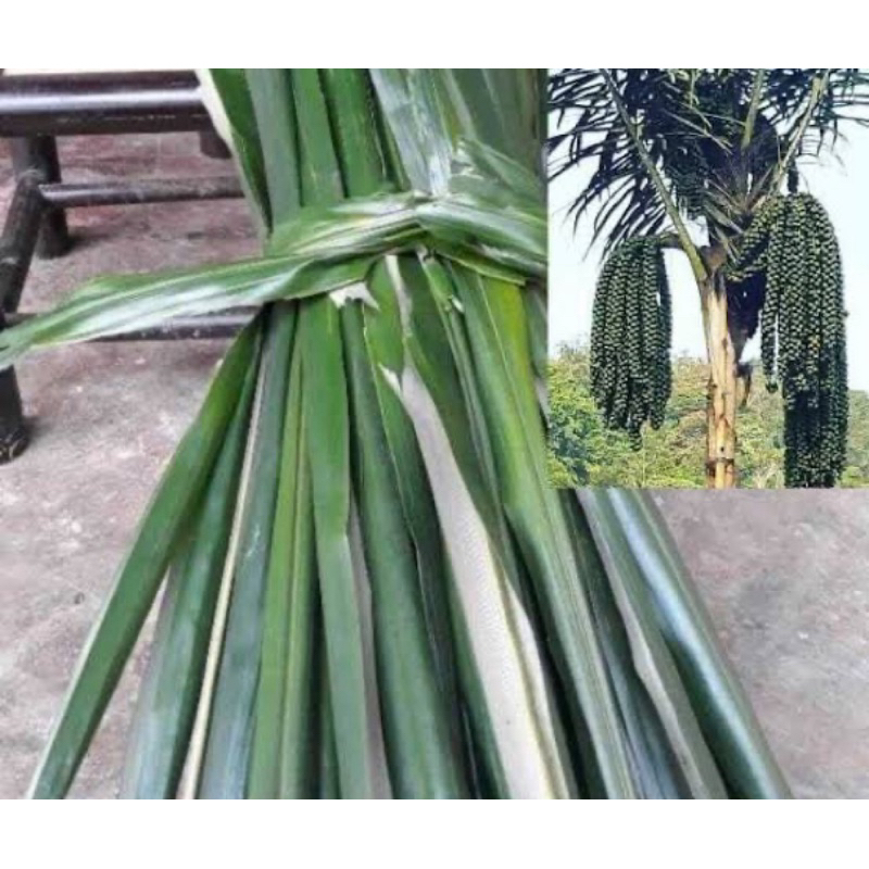 

Daun aren tua segar petik langsung 25 batang lidi-az