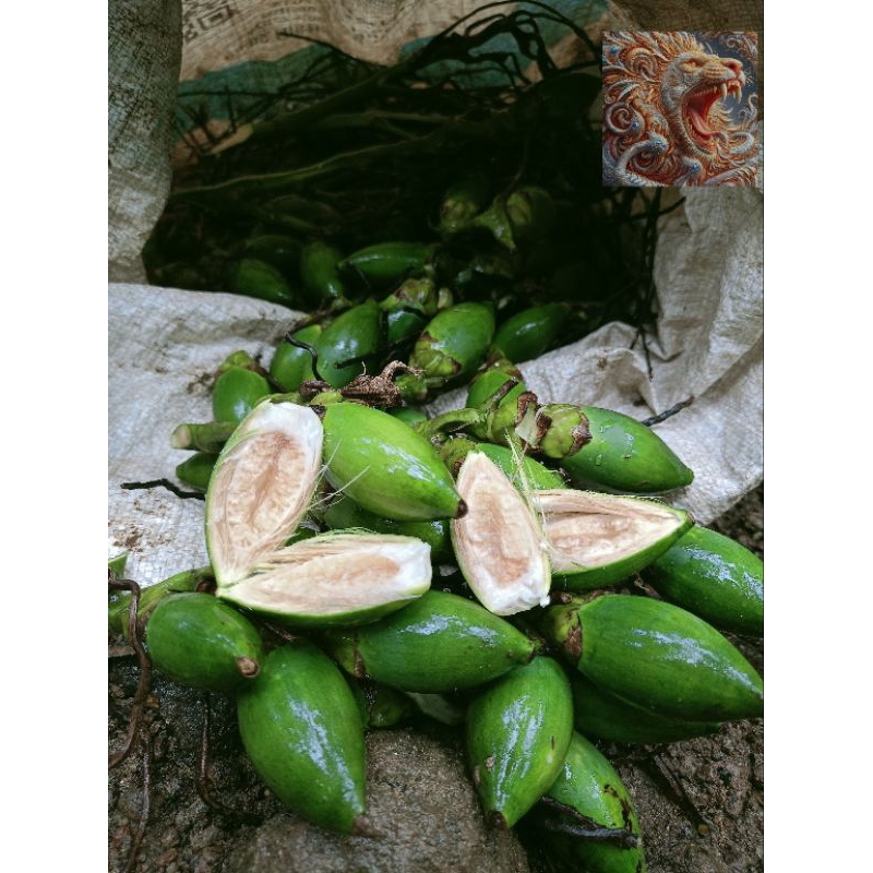 

Pinang muda dipetik ketika orderan masuk 1 kg