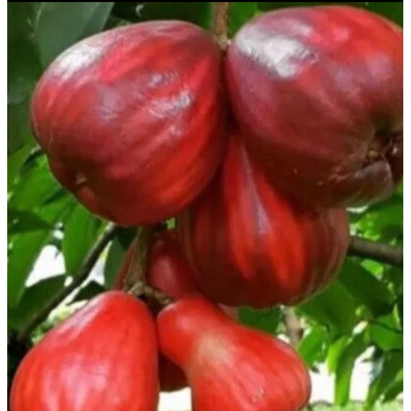 BIBIT JAMBU JAMAIKA CANGKOK CEPAT BERBUAH