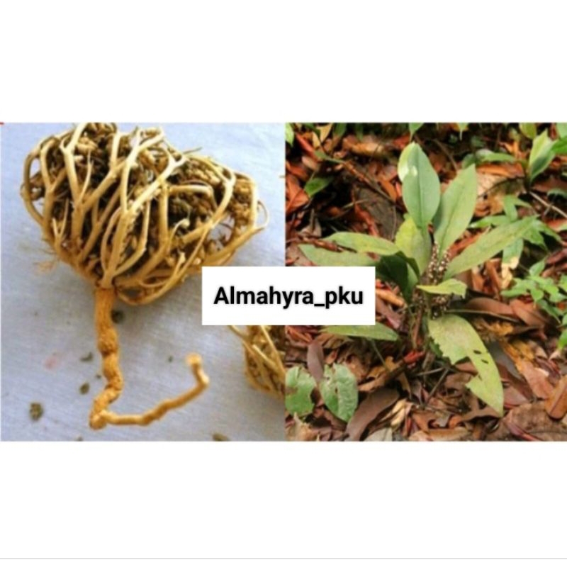 

Rumput Fatimah Herbal