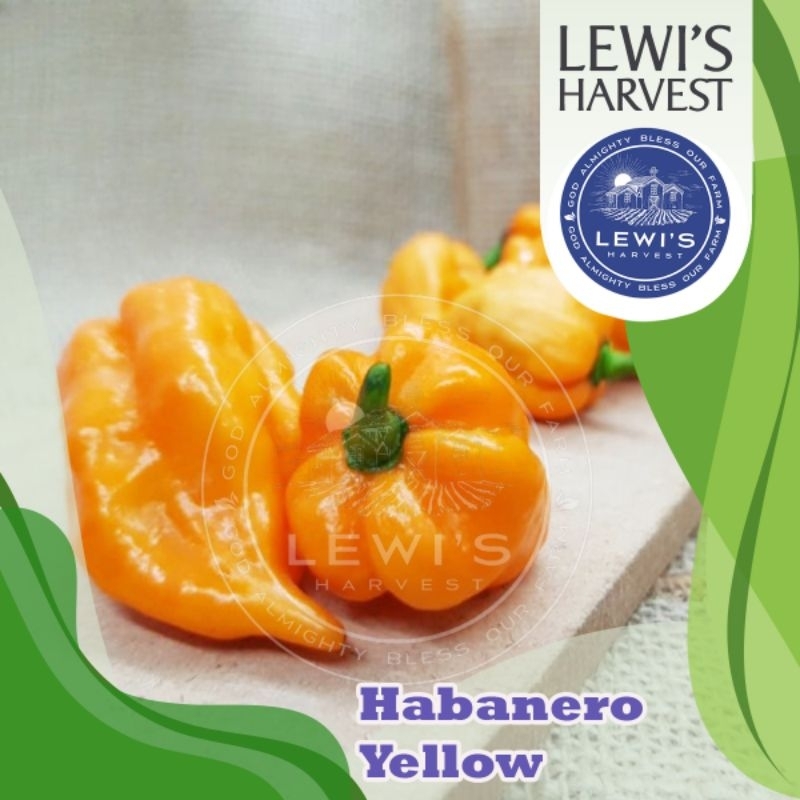 

CABE HABANERO YELLOW 100 gram