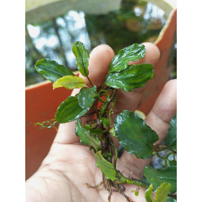 Bucephalandra Theia Batangan 1kg