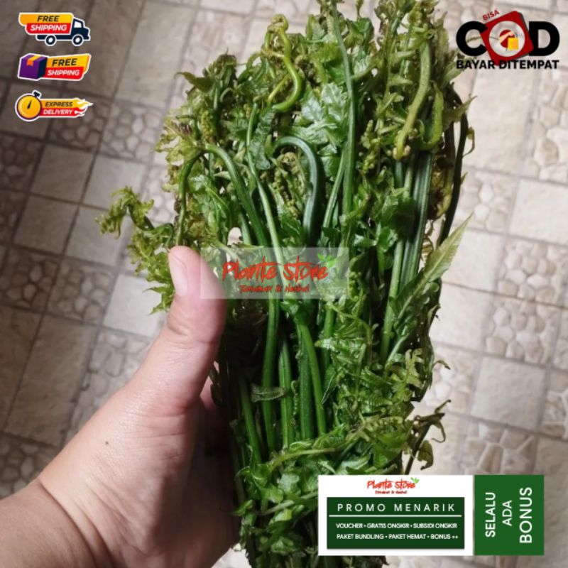 

PAKIS SAYUR SEGAR PAKIS KERITING KUALITAS SUPER 250 GRAM