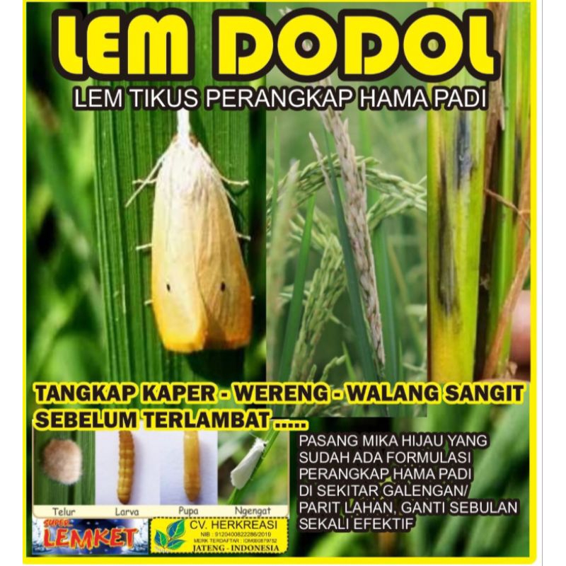 LEM DODOL perangkap hama padi wereng walang sangit