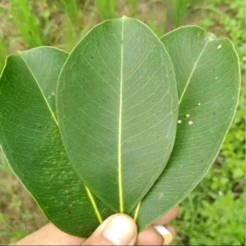 Daun juwet segar /50 lembar(juwet jamblang)