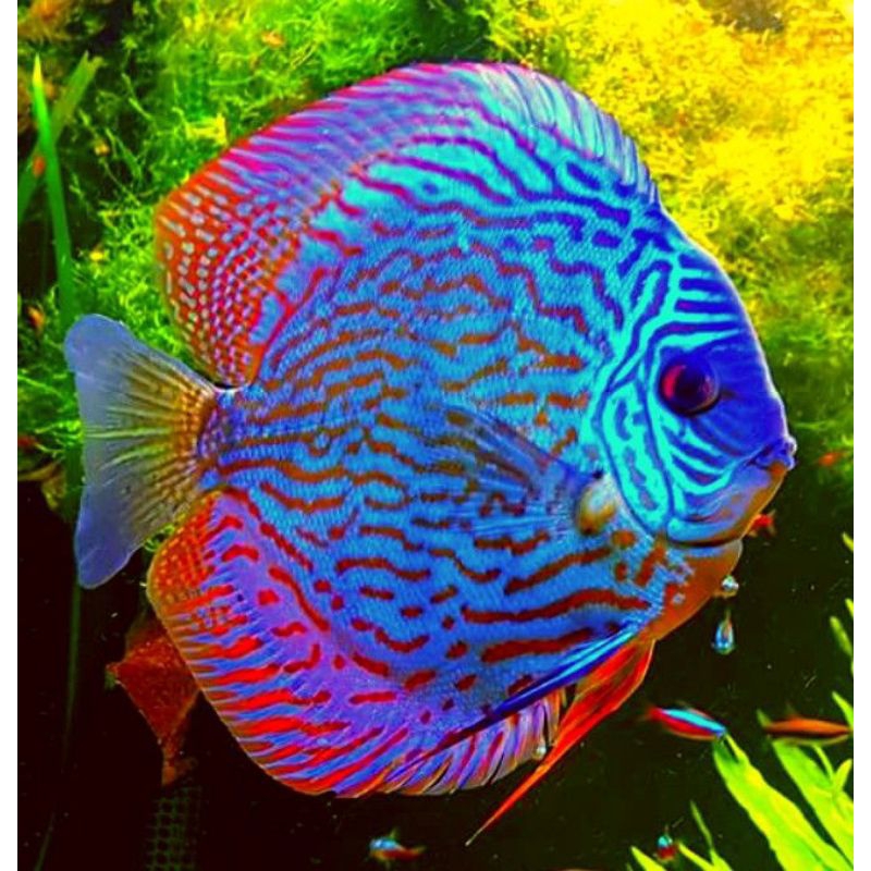 discus galaxy mozaik