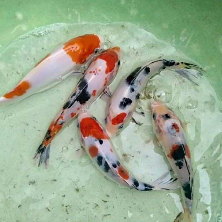 Penjualan Terbanyak ikan koi showa sanke murah warna cerah
