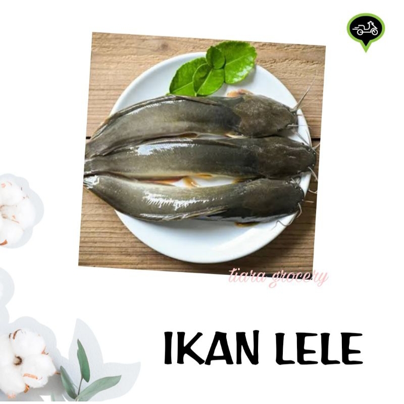 

Ikan lele