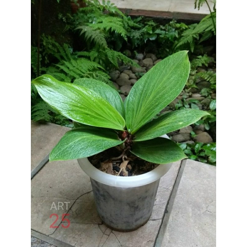 Anthurium Jenmanii Slendang Anturium Jemani Selendang Real Picture