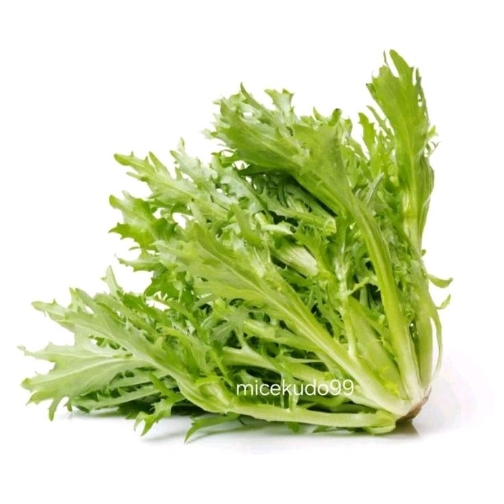 

SELADA FRISEE ORGANIK 250GR SEGAR LETTUCE ENDIVE FRESH ORGANIC FRISEY FRISE