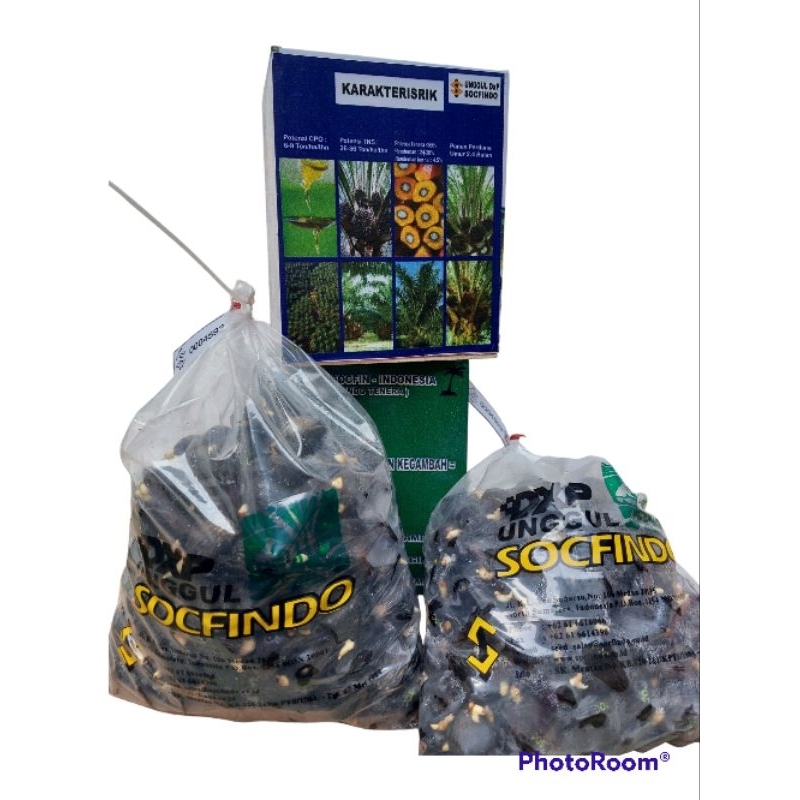 bibit kecambah kelapa sawit socfindo berkualitas