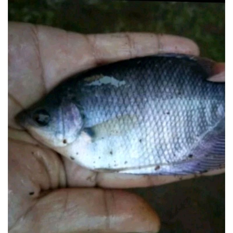 Bibit Ikan Gurame ukuran super (isi 5 ekor )