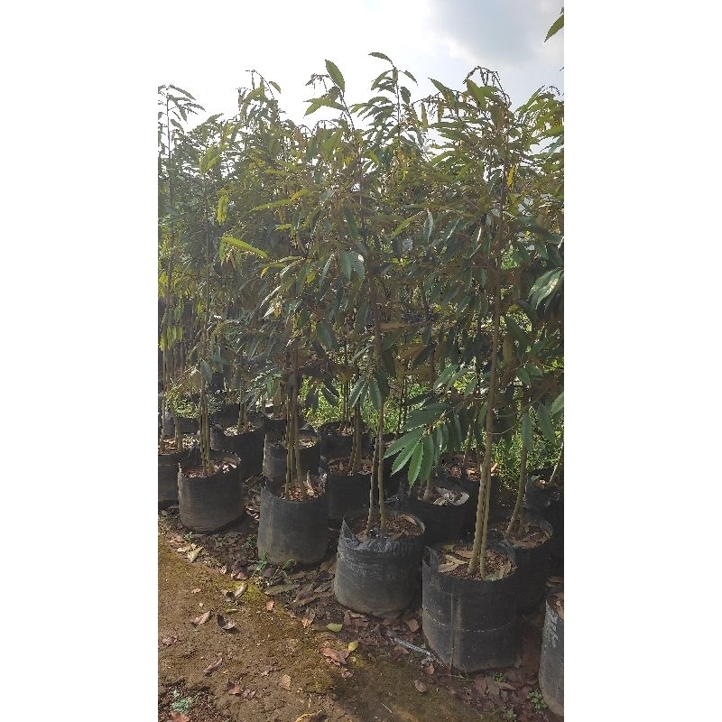 Bibit Durian Kaki 3 tinggi kurang lebih 2 meter