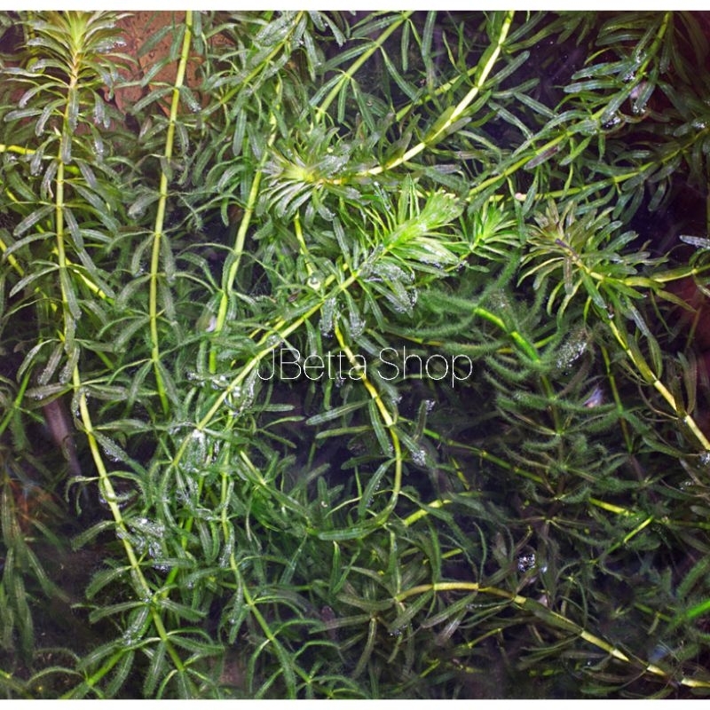 TANAMAN AIR HYDRILLA