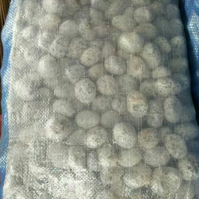 KODE U9X8 Batu koral telur puyuh 1kg