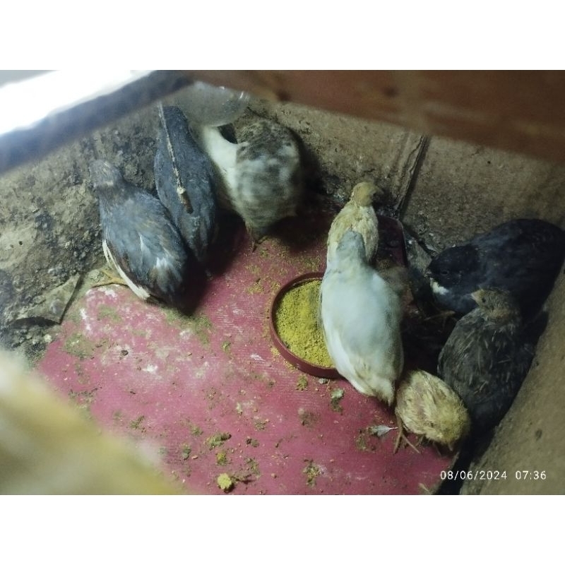 Burung puyuh batu hias