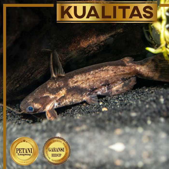 Colombian Catfish Ikan Hias Predator Hiasan Aquarium Aquascape Kolam
