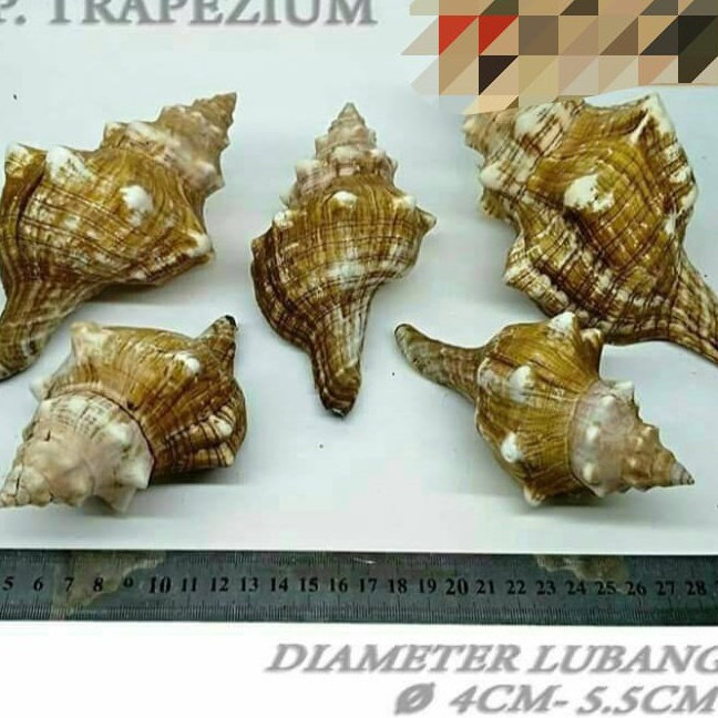 Cod  P Trapezium besar cangkang shell rumah kelomang keong umang kumang natural asli