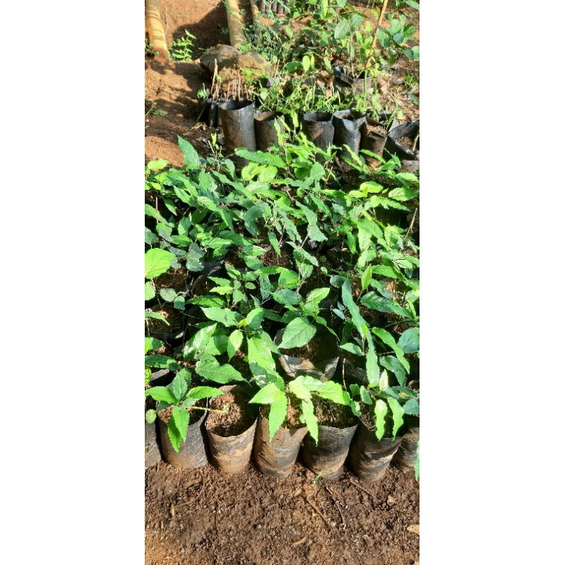 bibit cabe jawa