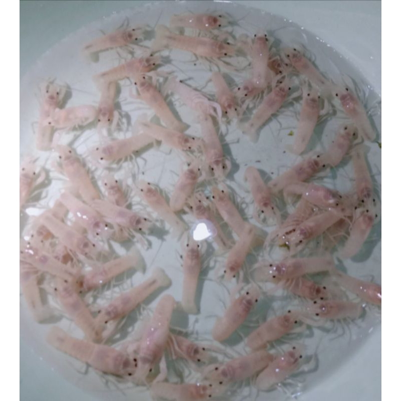 

Bibit Lobstter Hias Air Tawar | Carky