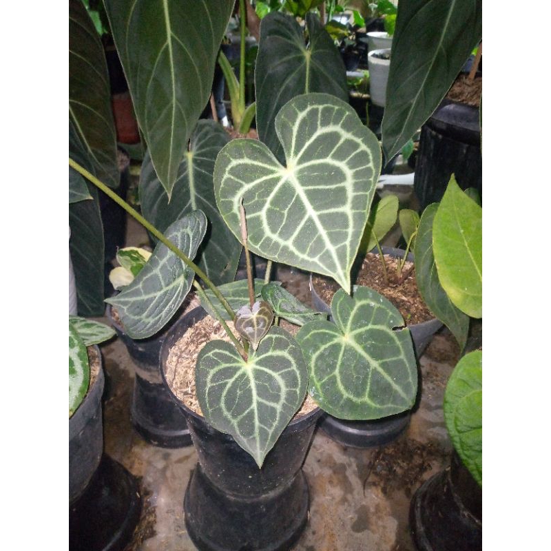 Anthurium Kuping gajah tarantula