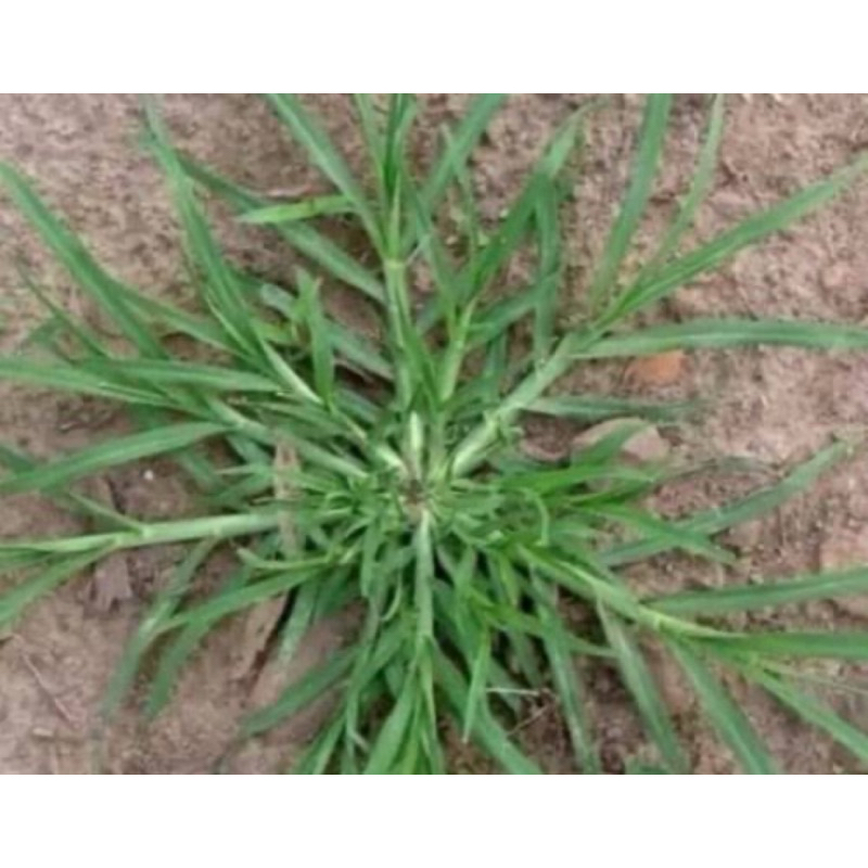 

Daun rumput belulang atau jampang segar 500 gram-az
