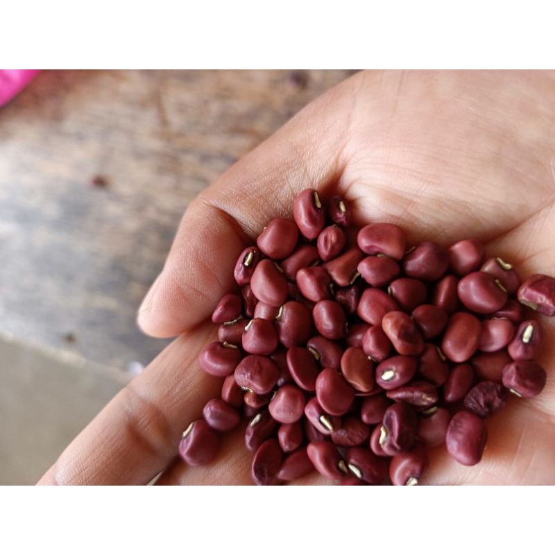 BIJI Tanaman Sayur siap tanam