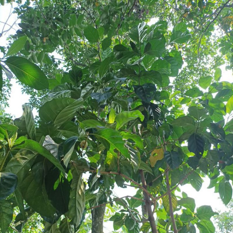 

Daun Cangkudu /Mengkudu