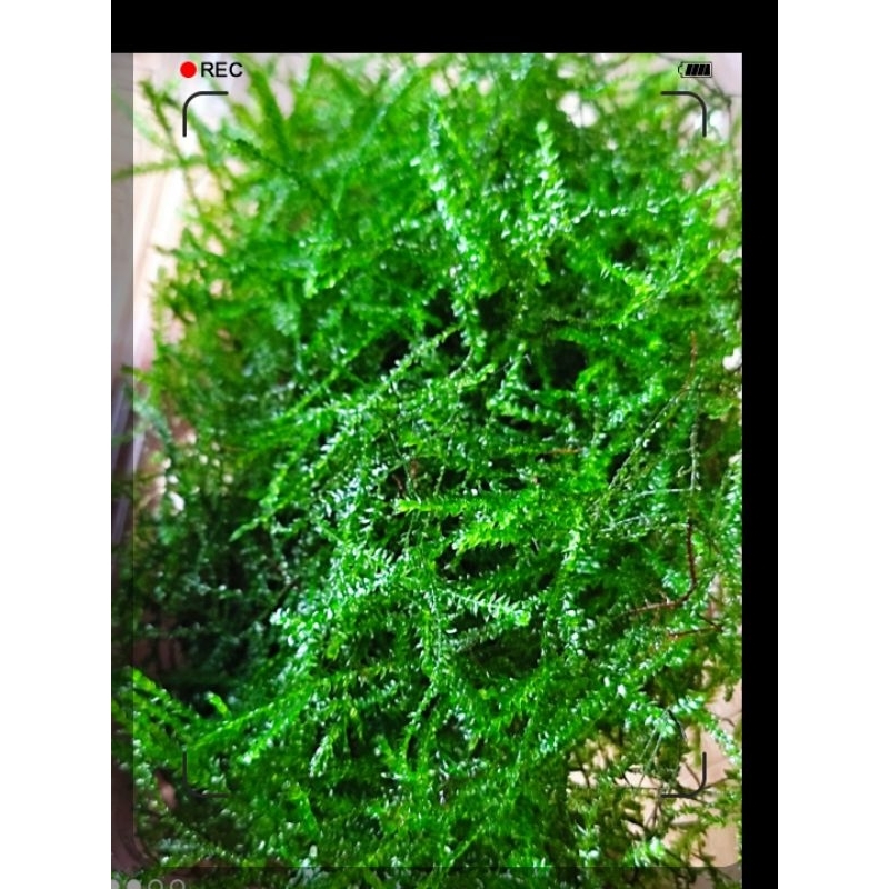 moss weeping tropica tanaman aquascape