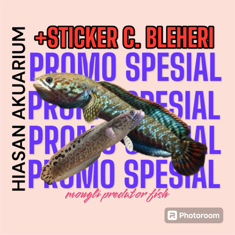+STICKER C BLEHERI RAINBOW KUALITAS