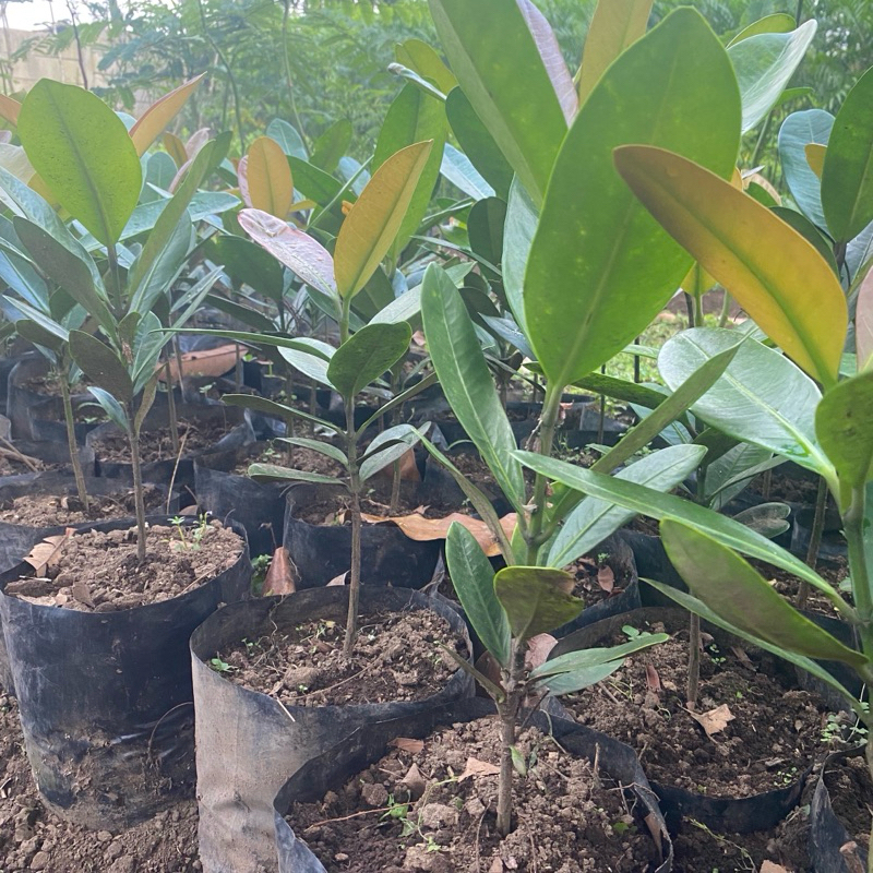 Bibit Fukogi Garnesia- Tanaman Garcinia Subelliptica - Pohon Kebahagiaan