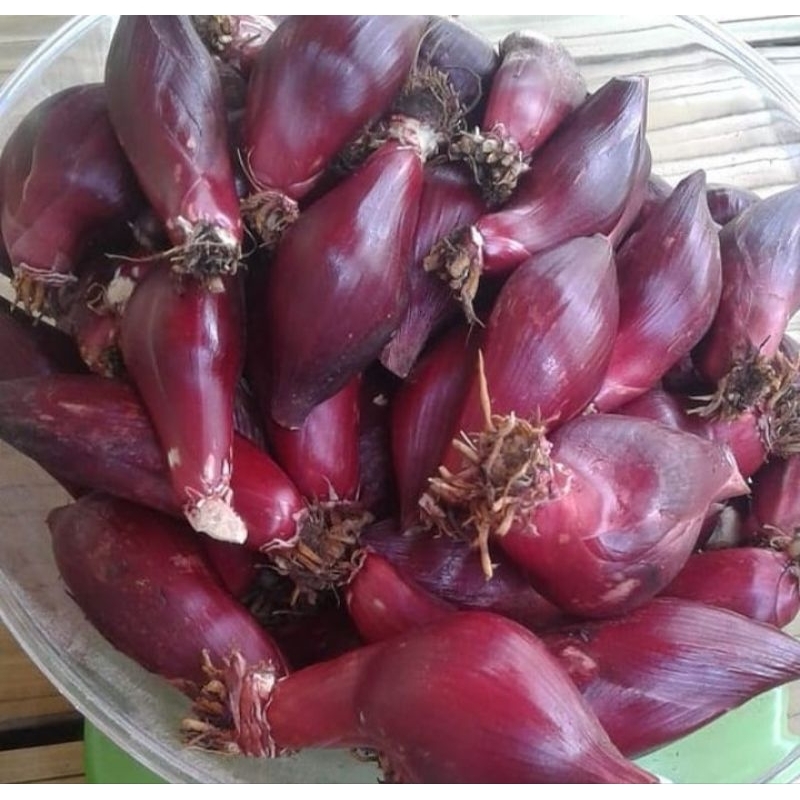 

Bawang Dayak Segar 1 kg