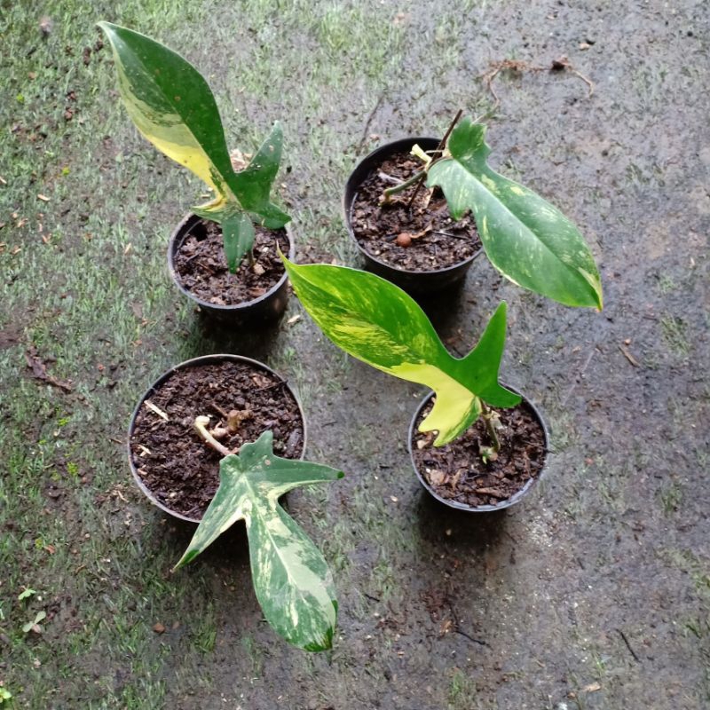 Philodendron Florida beauty