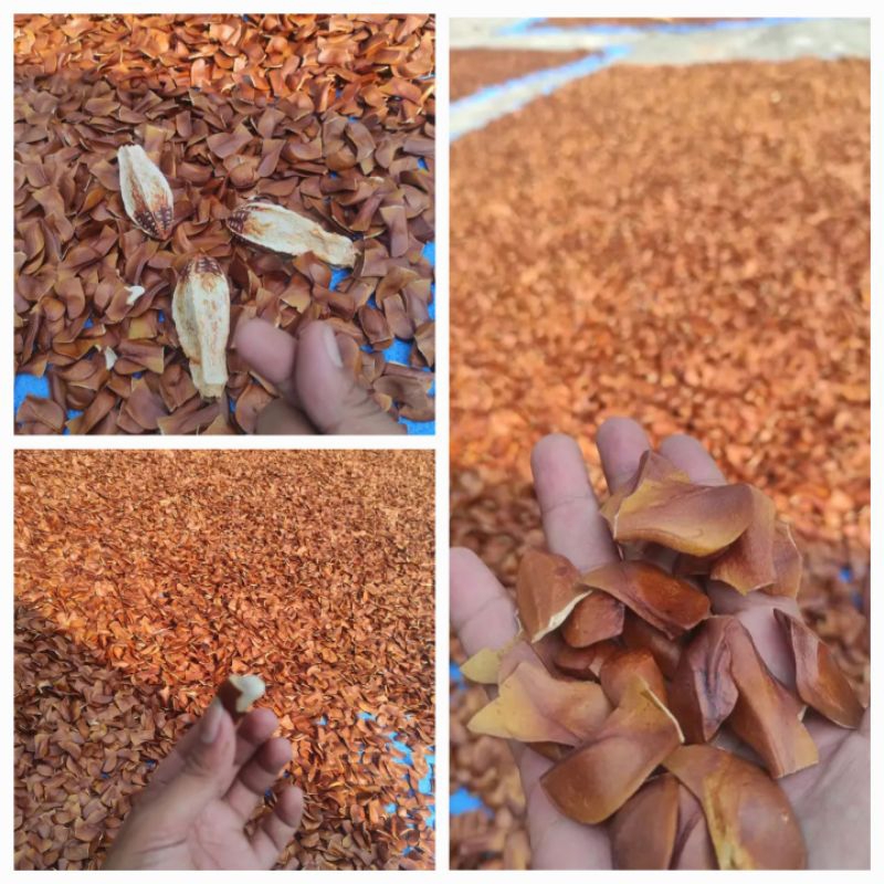 

Biji Mahoni 500gr