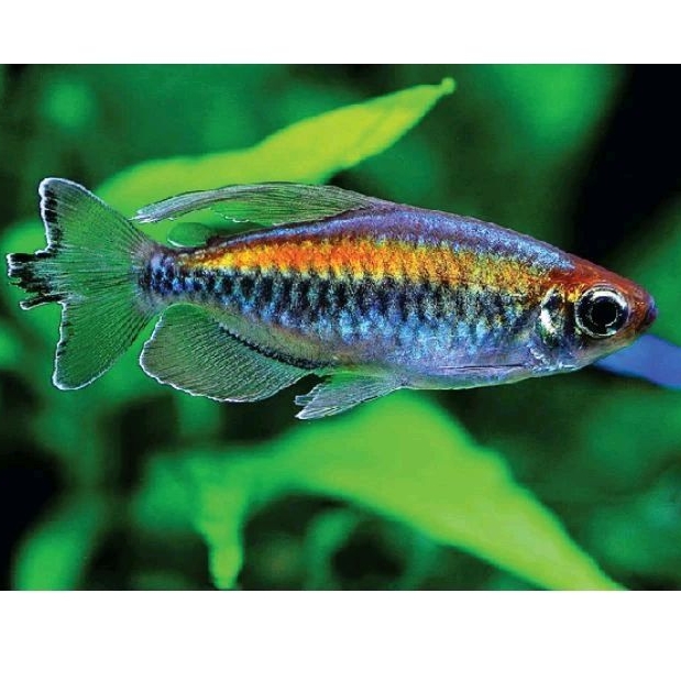 ikan hias tetra congo
