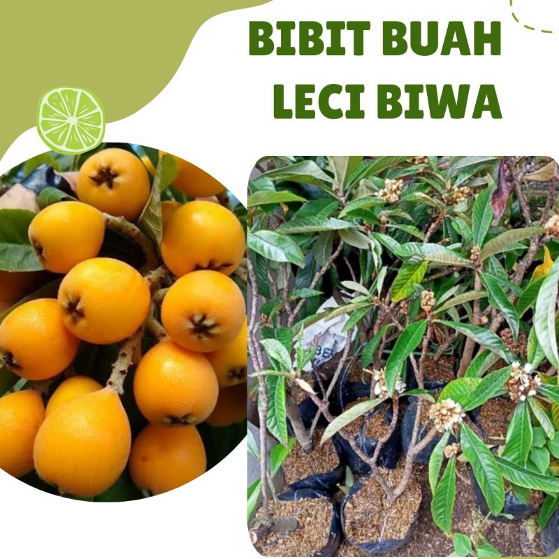Bibit Buah Leci Biwa / Leci Kuning / Biwa Jawa