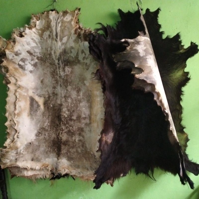 kulit bulu kambing sudah olahan