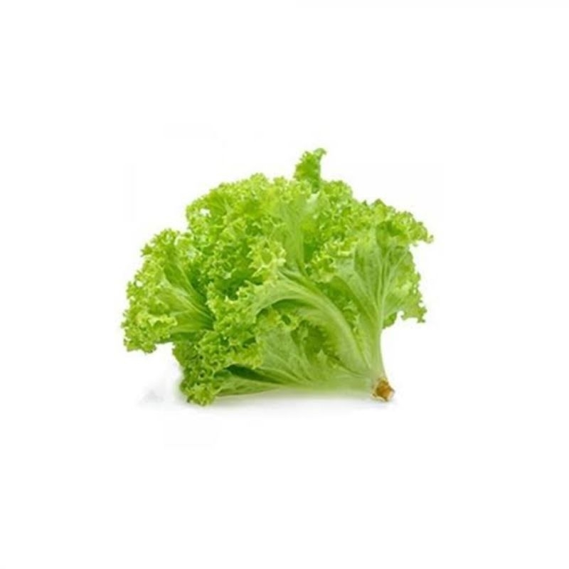 

Selada Keriting /Lalapan sayur