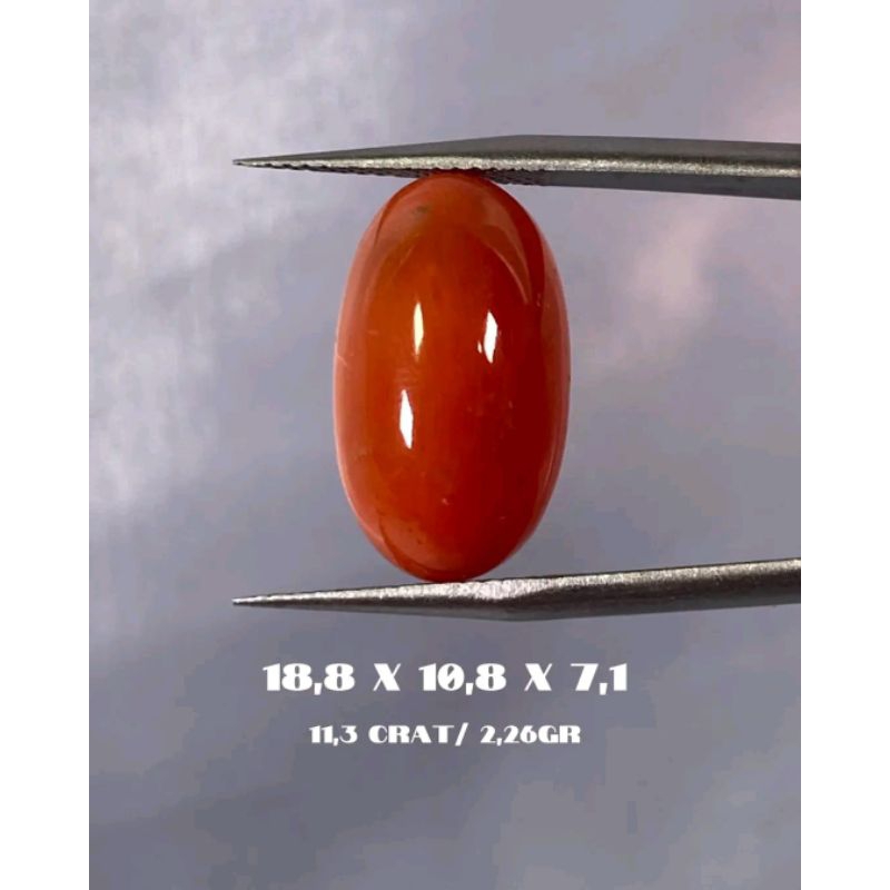 batu cincin marjan laut merah marjan tunis mediterania natural