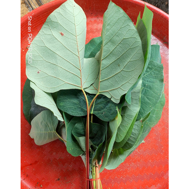

Daun Bintinu Segar Alami Di Petik Saat Order Masuk